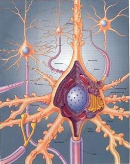 Neurona   EcuRed