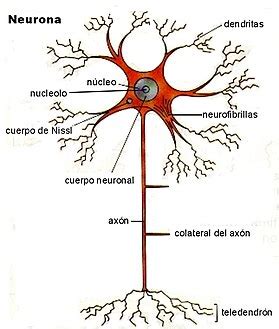 Neurona   Wikipedia, la enciclopedia libre
