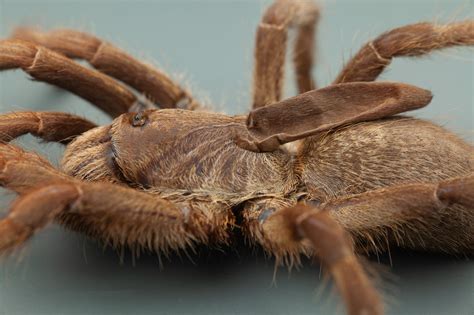 New  astonishing  tarantula from Angola has strange horn ...
