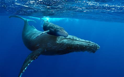 New Documentary Brings  Humpback Whales  to Life in ...