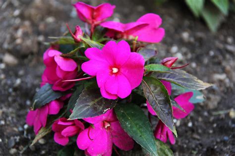 New Guinea Impatiens Flower | FLOWER