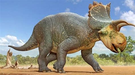 New horned dinosaur species discovered in Arizona wows ...