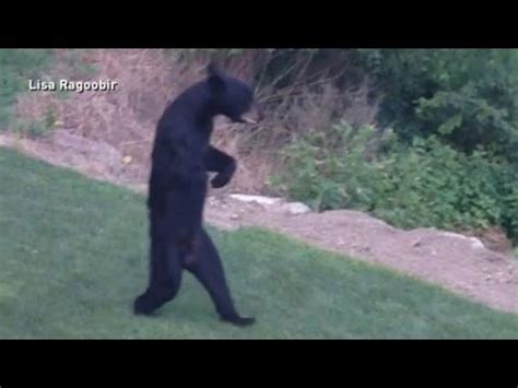 New Jersey s Walking Bear Mystery Solved YouTube