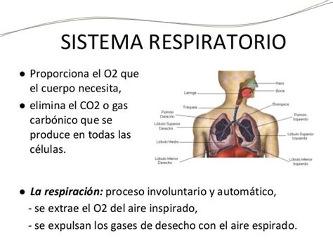 New Mapa Conceptual Del Sistema Respiratorio Para Tercer Grado De ...