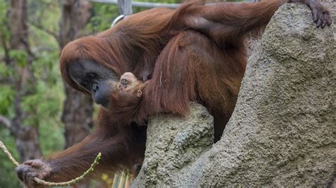 New Orangutan Baby at San Diego Zoo Begins to Explore | KTLA