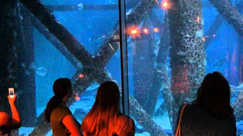 New Orleans Aquarium Shark Tank   YouTube
