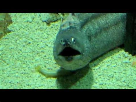 New Orleans Aquarium   YouTube