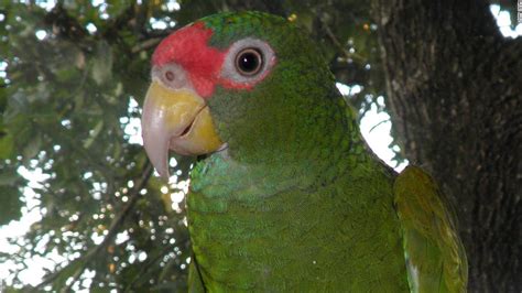 New parrot species identified in Mexico, study says   CNN