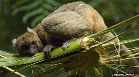 New sightings of Madagascar’s “panda” brings hope ...