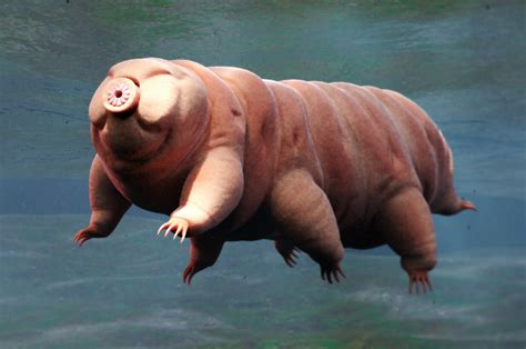New species of ‘water bears’ discovered in Japan parking ...