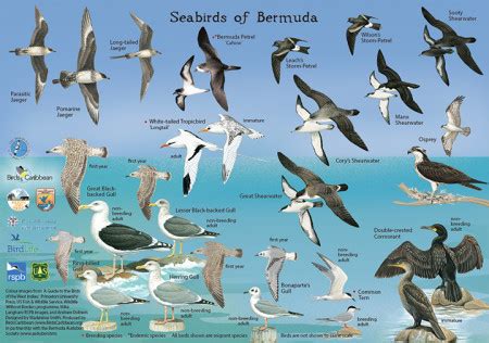 New Tools for Bird Identification in Bermuda – BirdsCaribbean