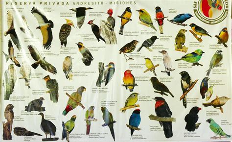 New World Record Set for Most Species of Birds Seen in One ...