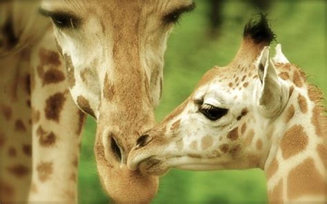 new york central park zoo, NYC wildlife | Giraffe, Baby animals ...