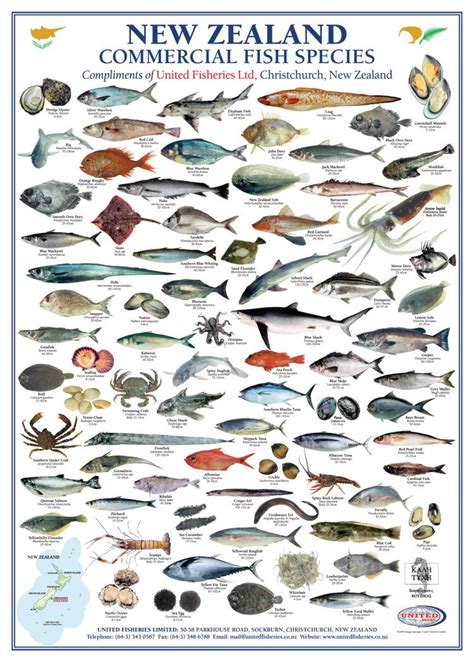 New Zealand Commercial Fish Species | United Fisheries ...