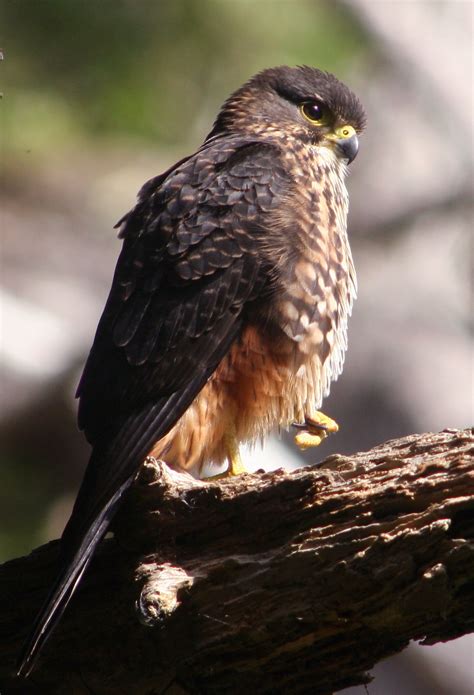 New Zealand falcon   Wikipedia