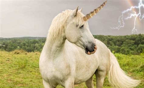Newly Discovered Fossil Shows Unicorns Were Real   Your ...