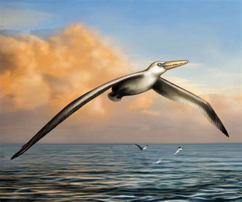 Newly named extinct species may be largest ever airborne bird | Toronto ...