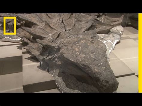 Newly Unveiled Dinosaur Fossil is Best Preserved Of Its ...