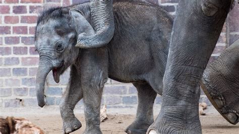 News heute: Leipziger Zoo trauert um einjähriges Elefantenjunges | STERN.de