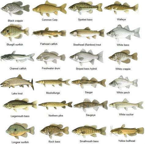 Nice fish identification chart, clear print, come visit us ...