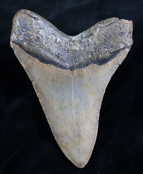 Nicely Shaped 4.89  Megalodon Shark Tooth For Sale  #7947 ...