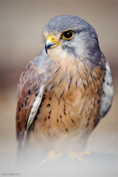 Nick Burton s Wildlife Photography: Huxley s Birds of Prey ...