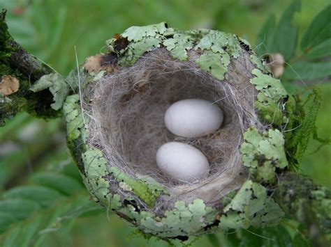 Nido de colibrí | El tamaño de estos huevos es inferior a un… | Flickr