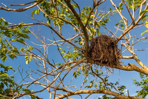 Nido de pájaro viejo en el árbol | Foto Premium