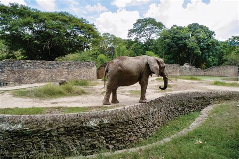 Niegan la muerte de animales del Zoológico de Caricuao   Noticias A ...