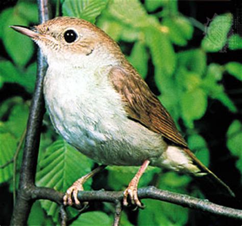 Nightingale | bird | Britannica.com
