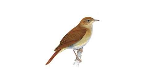 Nightingale Bird Facts | Luscinia Megarhynchos   The RSPB