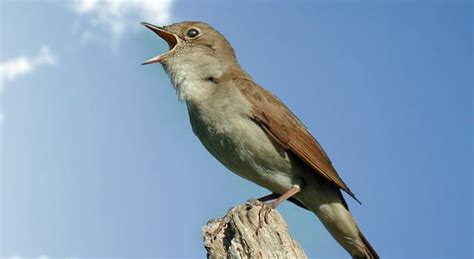 Nightingale Bird Facts, Pictures And Information