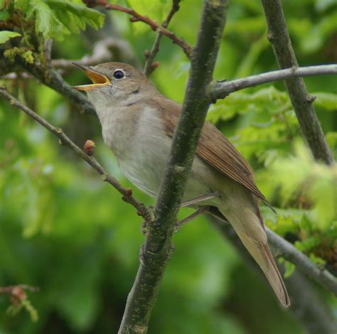nightingale bird pics | Animals Blog