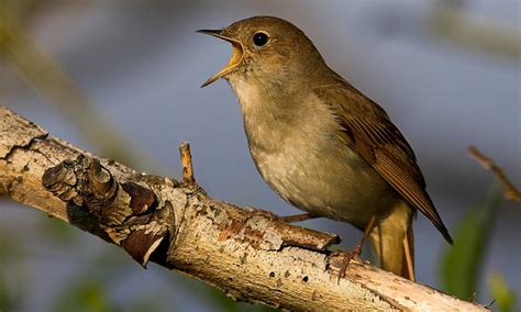 Nightingale has best birdsong because of its complex brain ...