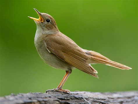 Nightingale : National Bird Of Iran | Interesting Facts