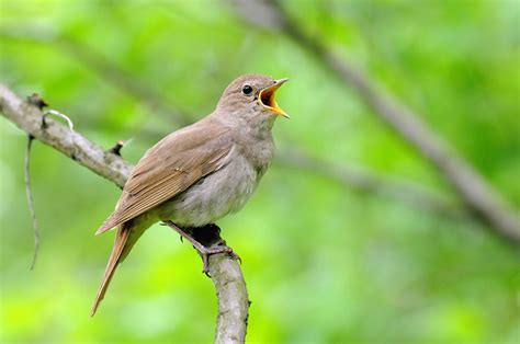 Nightingale — Bird Watching Magazine