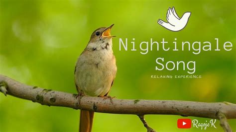 Nightingale Song ~ Chant de rossignol   YouTube
