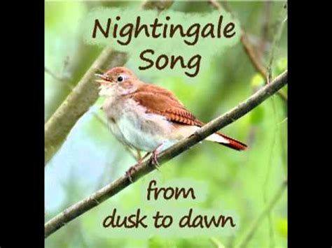 nightingale song part two   YouTube