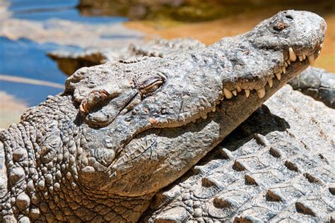 Nile Crocodile Bioparc Fuengirola Spain | rmk2112 | Flickr