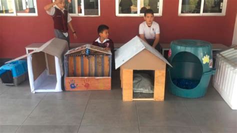 Niños construyen casas para perros de la calle con material reciclado