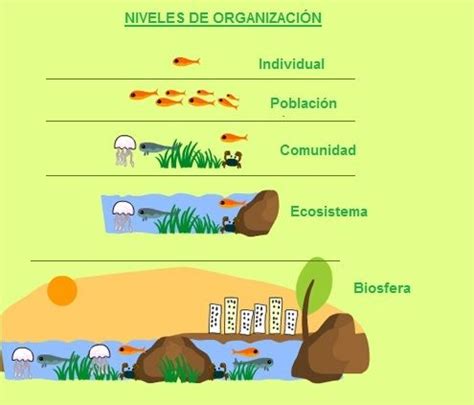 NIVELES DE ORGANIZACIÓN BIOLÓGICA – Ibien Anaira  Nei