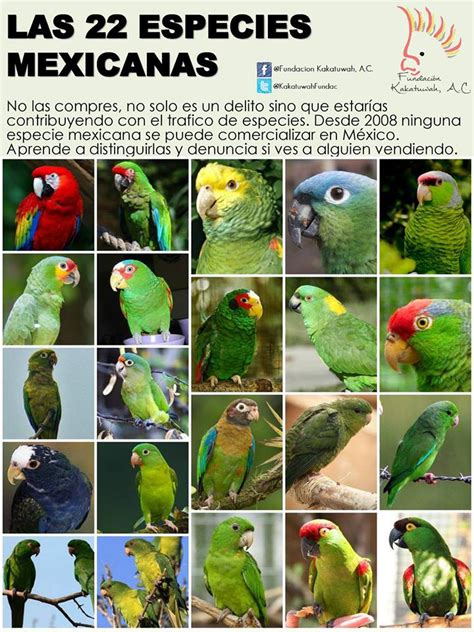 No compres estas aves | México Ambiental