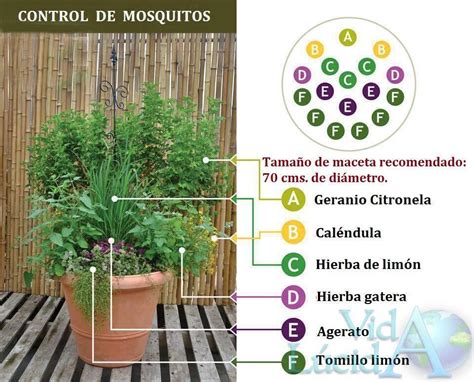 No más mosquitos! | Mosquito repelling plants, Plants ...
