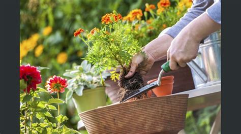 ¿No sabes como plantar y cuidar el jardín? Aquí te diremos cómo ...