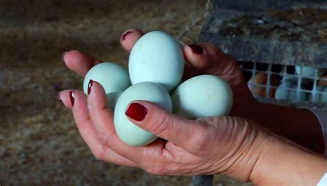 No sólo blancos o marrones: los huevos también pueden ser azules y ...