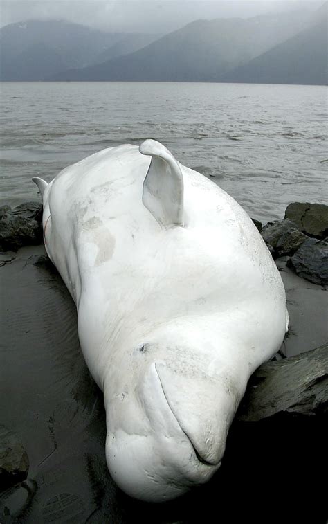 NOAA releases plan for Alaska endangered beluga whales ...
