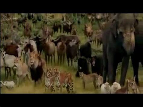 Noah s Ark Animals   YouTube