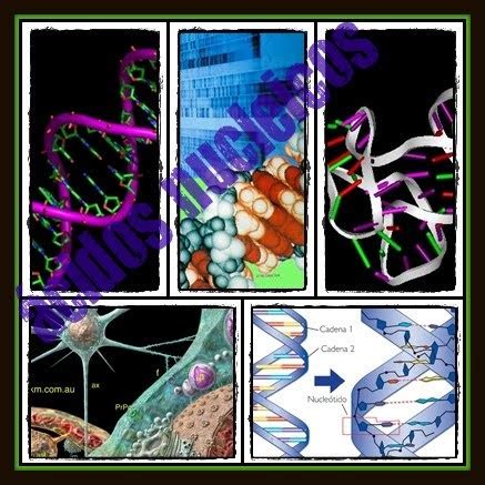 Nohemí: Ácidos nucleicos
