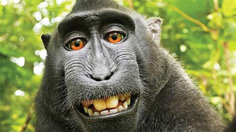 Nombran personalidad del año al mono que se tomó una selfie | Tele 13