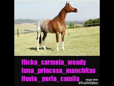 Nombre a mi caballo/yegua   YouTube